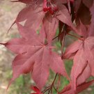 TROMPENBURG MAPLE Acer palmatum ssp. matsumurae 'Trompenburg' dry seed 18 seeds for planting TROMPENBURG MAPLE Acer palmatum ssp. matsumurae 'Trompenburg' dry seed 18 seeds for planting