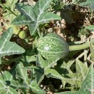 COYOTE GOURD COYOTE MELON Cucurbita palmata 10 seeds for planting