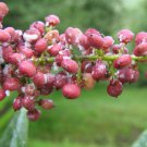PUNJAB SUMAC Rhus punjabensis 74 seeds for planting
