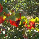 CALIFORNIA WILD GRAPE Vitis californica 34 seeds for planting