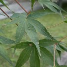 VILLA TARANTO MAPLE Acer palmatum ssp. amoenum 'Villa Taranto' dry seed 26 seeds for planting VILLA TARANTO MAPLE Acer palmatum ssp. amoenum 'Villa Taranto' dry seed 26 seeds for planting