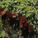SACHALIN SPRUCE SAKHALIN SPRUCE Picea glehnii 23 seeds for planting SACHALIN SPRUCE SAKHALIN SPRUCE Picea glehnii 23 seeds for planting
