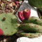 DEVILS-TONGUE PRICKLY PEAR FIG Opuntia humifusa 19 seeds for planting