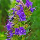 HERB HYSSOP HYSSOP Hyssopus officinalis 149 seeds for planting