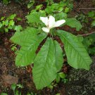 BIGLEAF MAGNOLIA Magnolia macrophylla 10 seeds for planting