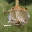BAOBAB CREAM TARTAR DEAD RAT MONKEY-BREAD TREE Adansonia digitata 8 seeds for planting BAOBAB CREAM TARTAR DEAD RAT MONKEY-BREAD TREE Adansonia digitata 8 seeds for planting