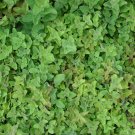 OREGANO Origanum vulgare var. Virens 130 seeds for planting OREGANO Origanum vulgare var. Virens 130 seeds for planting