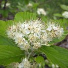 CHESS-APPLE WHITEBEAM ASH Sorbus aria 39 seeds for planting