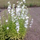 PEACH-LEAVED PEACHLEAF BELLFLOWER Campanula persicifolia 925 seeds for planting