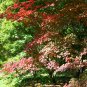 DOWNY JAPANESE MAPLE FULL MOON MAPLE Acer japonicum dry seed 12 seeds for planting