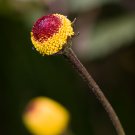 BUZZ BUTTONS ELECTRIC DAISY EYEBALL PLANT PARACRESS PEEK-A-BOO TOOTHACHE PLANT Acmella oleracea 119