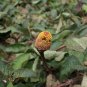BUZZ BUTTONS ELECTRIC DAISY EYEBALL PLANT PARACRESS PEEK-A-BOO TOOTHACHE PLANT Acmella oleracea 119