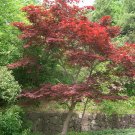 ICHIGYOJI MAPLE Acer palmatum ssp. amoenum 'Ichigyoji' dry seed 25 seeds for planting