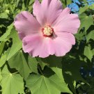 CONFEDERATE ROSE COTTON ROSEMALLOW DIXIE ROSEMALLOW Hibiscus mutabilis 19 seeds for planting CONFEDERATE ROSE COTTON ROSEMALLOW DIXIE ROSEMALLOW Hibiscus mutabilis 19 seeds for planting