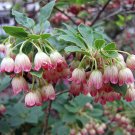 RED-VEINED ENKIANTHUS Enkianthus campanulatus 310 seeds for planting RED-VEINED ENKIANTHUS Enkianthus campanulatus 310 seeds for planting