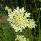 CREAM PINCUSHIONS CREAM SCABIOUS Scabiosa ochroleuca 90 seeds for planting CREAM PINCUSHIONS CREAM SCABIOUS Scabiosa ochroleuca 90 seeds for planting