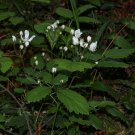 CALIFORNIA BLACKBERRY PACIFIC TRAILING BLACKBERRY Rubus ursinus 34 seeds for planting