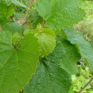 AMUR GRAPE Vitis amurensis 15 seeds for planting AMUR GRAPE Vitis amurensis 15 seeds for planting