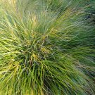 GOSSAMER GRASS NEW ZEALAND WIND PHEASANT PHEASANTS TAIL GRASS Anemanthele lessoniana 90 seeds