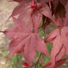 CHIKUSHIGATA TSUKUSHIGATA MAPLE Acer palmatum ssp. amoenum 'Tsukushigita' dry seed 21 seeds CHIKUSHIGATA TSUKUSHIGATA MAPLE Acer palmatum ssp. amoenum 'Tsukushigita' dry seed 21 seeds
