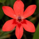 FALSE FREESIA FLOWERING GRASS Freesia laxa 20 seeds for planting