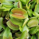 VENUS FLY TRAP VENUS FLYTRAP Dionaea muscipula 10 seeds for planting VENUS FLY TRAP VENUS FLYTRAP Dionaea muscipula 10 seeds for planting