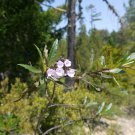 BEAR WEED YERBA SANTA CONSUMPTIVE BALM Eriodictyon californicum 217 seeds for planting BEAR WEED YERBA SANTA CONSUMPTIVE BALM Eriodictyon californicum 217 seeds for planting