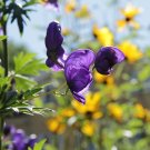 MONKS HOOD SLENDERLEAF MONKSHOOD Aconitum barbatum 61 seeds for planting