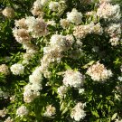 PEE GEE HYDRANGEA Hydrangea paniculata 'Grandiflora' 86 seeds for planting PEE GEE HYDRANGEA Hydrangea paniculata 'Grandiflora' 86 seeds for planting