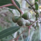 MANNA GUM RIBBON WHITE GUM Eucalyptus viminalis 35 seeds for planting MANNA GUM RIBBON WHITE GUM Eucalyptus viminalis 35 seeds for planting