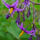 CLIMBING NIGHTSHADE DEADLY NIGHTSHADE Solanum dulcamara 50 seeds for planting