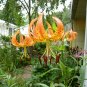 AMERICAN TURKS CAP LILY SWAMP TURKS-CAP TURKSCAP LILY Lilium superbum 34 seeds for planting