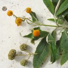 ORANGE-BALL-TREE Buddleja globosa 221 seeds for planting