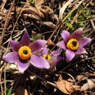 BAI TOU WENG WHITE-HAIRED OLD-MAN Pulsatilla chinensis 125 seeds for planting BAI TOU WENG WHITE-HAIRED OLD-MAN Pulsatilla chinensis 125 seeds for planting