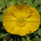 ICELAND ICELANDIC POPPY Papaver nudicaule 607 seeds for planting
