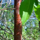 WILLOW HAWTHORN Crataegus saligna 38 seeds for planting WILLOW HAWTHORN Crataegus saligna 38 seeds for planting