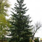 FLATHEAD DOUGLAS FIR Pseudotsuga menziesii var. glauca MT Flathead 40 seeds for planting FLATHEAD DOUGLAS FIR Pseudotsuga menziesii var. glauca MT Flathead 40 seeds for planting