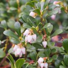 BEARBERRY KINNIKINICK Arctostaphylos uva-ursi 29 seeds for planting