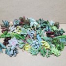 25 cuttings assorted succulent 50 varieties 25 cuttings assorted succulent 50 varieties