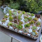 25 Varieties for CUTTINGS ONLY Party Favor - 25+ Assorted Succulent Cuttings 25 Varieties for CUTTINGS ONLY Party Favor - 25+ Assorted Succulent Cuttings
