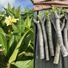 10inch x1 Fresh Starter Cutting Yellow Plumeria Double Head Width Varies