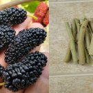 10 Cuttings unrooted Texas Mulberry tree from 7'' to 10''