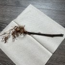 1 cutting (Bare Root) Yellow Fig Cutting with Roots