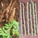 6 CUTTINGS 6-8 Inches CASSAVA YUCA MANIHOT ESCULENTA , Cay Khoai Mi Cu San 6 CUTTINGS 6-8 Inches CASSAVA YUCA MANIHOT ESCULENTA , Cay Khoai Mi Cu San