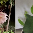 1 Rooted, Queen of Night -Not a Cutting-New Growth EPIPHYLLUM OXYPETALUM PLANT, 1 Rooted, Queen of Night -Not a Cutting-New Growth EPIPHYLLUM OXYPETALUM PLANT,