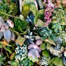 8 Cuttings Live Unrooted 1-2" Starter Plants Succulents Assorted Varieties