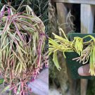 1 Starter Plant Rhipsalis Capilliformis 1 Starter Plant Rhipsalis Capilliformis