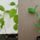 1 Live starter plant passiflora includes - Yellow passion fruit