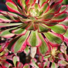 1 Cutting 2.5 inch Aeonium Chanel. 1 Cutting 2.5 inch Aeonium Chanel.