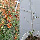 3 live plants goji berry with bare root and 3 live Cuttings without root 3 live plants goji berry with bare root and 3 live Cuttings without root